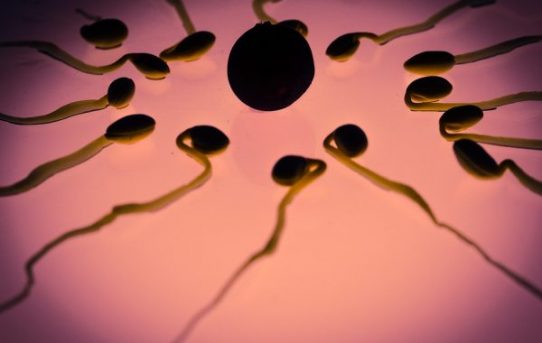 Sperm from Malnourished Males Transmits Information That Negatively Affects the Genetic expression of their offspring-by A Final Warning