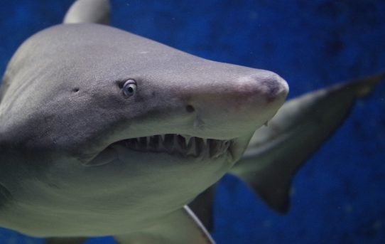 Crazy! Kill Babies But Don’t Call Shark Attacks as “Attack”. It May Hurt Sharks’ Feelings!